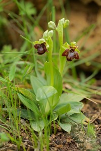 Ophrys × fernandii Rolfe