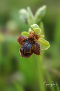 Ophrys × fernandii Rolfe