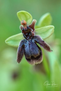 Ophrys × fernandii Rolfe