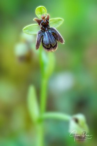 Ophrys × fernandii Rolfe