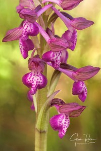 Anacamptis champagneuxii x Anacamptis fragrans