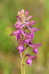 Anacamptis champagneuxii x Anacamptis fragrans