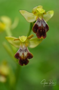 Ophrys × fraresiana M.R.Lowe, Piera & M.B.Crespo