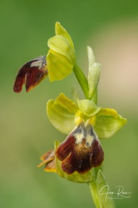 Ophrys × fraresiana M.R.Lowe, Piera & M.B.Crespo