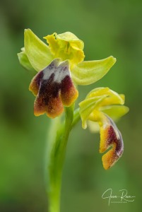 Ophrys × fraresiana M.R.Lowe, Piera & M.B.Crespo