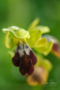 Ophrys × fraresiana M.R.Lowe, Piera & M.B.Crespo
