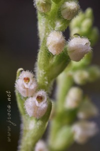 Goodyera repens (L.) R.Br. Goodyera repens (L.) R.Br.