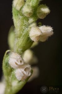 Goodyera repens (L.) R.Br. Goodyera repens (L.) R.Br.