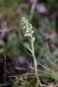 Goodyera repens (L.) R.Br. Goodyera repens (L.) R.Br.