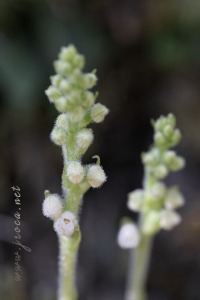 Goodyera repens (L.) R.Br. Goodyera repens (L.) R.Br.