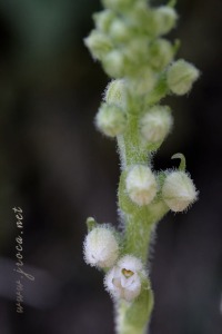 Goodyera repens (L.) R.Br. Goodyera repens (L.) R.Br.
