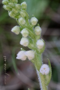 Goodyera repens (L.) R.Br. Goodyera repens (L.) R.Br.