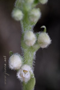Goodyera repens (L.) R.Br. Goodyera repens (L.) R.Br.