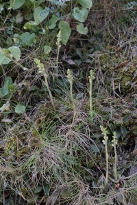 Goodyera repens (L.) R.Br. Goodyera repens (L.) R.Br.