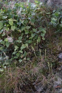 Goodyera repens (L.) R.Br. Goodyera repens (L.) R.Br.
