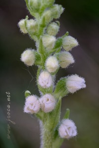 Goodyera repens (L.) R.Br. Goodyera repens (L.) R.Br.
