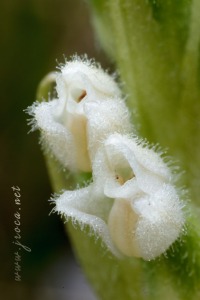 Goodyera repens (L.) R.Br. Goodyera repens (L.) R.Br.