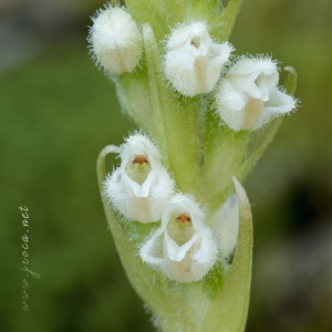 Goodyera repens (L.) R.Br. Goodyera repens (L.) R.Br.