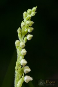 Goodyera repens (L.) R.Br. Goodyera repens (L.) R.Br.