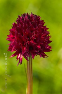 Gymnadenia austriaca (Teppner & E.Klein) P.Delforge 1998