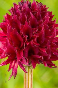 Gymnadenia austriaca (Teppner & E.Klein) P.Delforge 1998