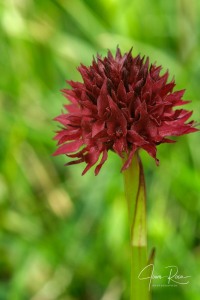 Gymnadenia austriaca (Teppner & E.Klein) P.Delforge 1998