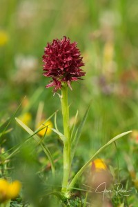 Gymnadenia austriaca (Teppner & E.Klein) P.Delforge 1998