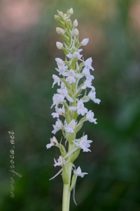 Gymnadenia conopsea (L.) R. Br.