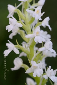 Gymnadenia conopsea (L.) R. Br.