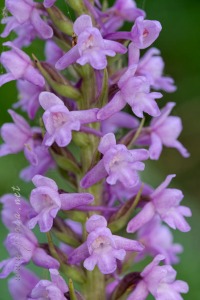 Gymnadenia conopsea (L.) R. Br.