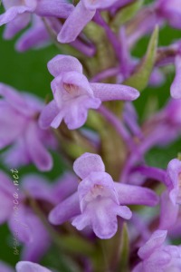 Gymnadenia conopsea (L.) R. Br.