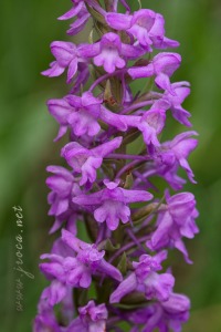 Gymnadenia conopsea (L.) R. Br.