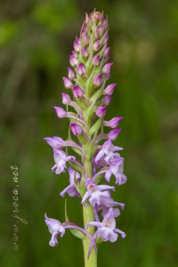 Gymnadenia conopsea (L.) R. Br.