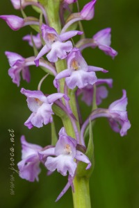 Gymnadenia conopsea (L.) R. Br.