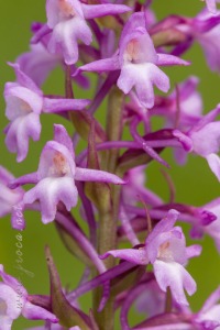 Gymnadenia conopsea (L.) R. Br.