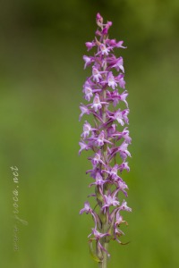 Gymnadenia conopsea (L.) R. Br.