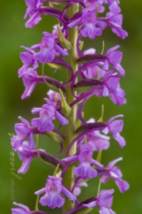 Gymnadenia conopsea (L.) R. Br.