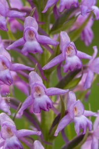 Gymnadenia conopsea (L.) R. Br.