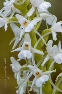 Gymnadenia conopsea (L.) R. Br.