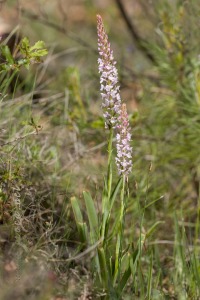 Gymnadenia conopsea (L.) R. Br.