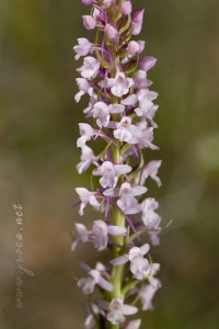 Gymnadenia conopsea (L.) R. Br.