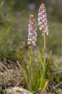 Gymnadenia conopsea (L.) R. Br.