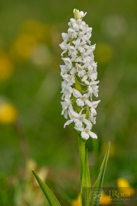 Gymnadenia densiflora (Wahlenb.) A.Dietr. 1839
