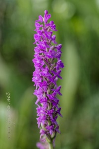 Gymnadenia densiflora (Wahlenb.) A.Dietr. 1839