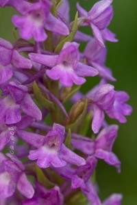 Gymnadenia densiflora (Wahlenb.) A.Dietr. 1839