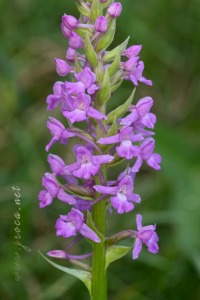 Gymnadenia densiflora (Wahlenb.) A.Dietr. 1839