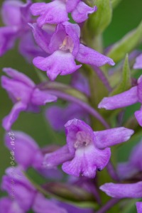 Gymnadenia densiflora (Wahlenb.) A.Dietr. 1839