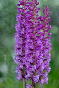Gymnadenia densiflora (Wahlenb.) A.Dietr. 1839