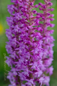 Gymnadenia densiflora (Wahlenb.) A.Dietr. 1839