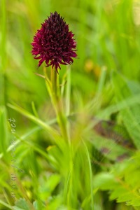 Gymnadenia gabasiana (Teppner & E.Klein) Teppner & E.Klein 1998
